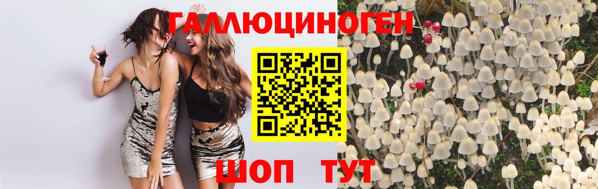 Псилоцибиновые грибы Psilocybine cubensis  Вход с VPN  Лабинск  Псилоцибиновые грибы GOLDEN TEACHER 